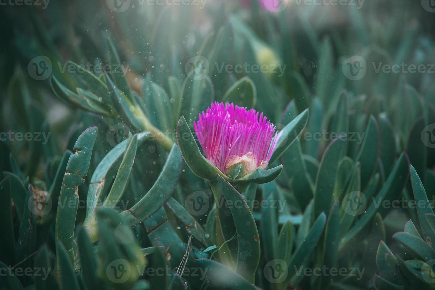 purple spring flower of Carpobrotus edulis among green leaves photo