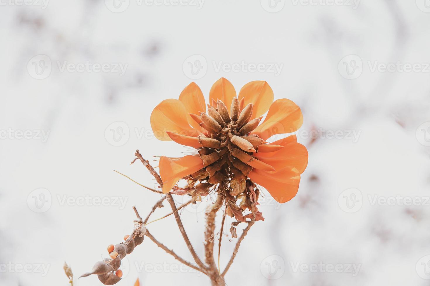 orange flowers on Erythrina caffra tree iin spring photo