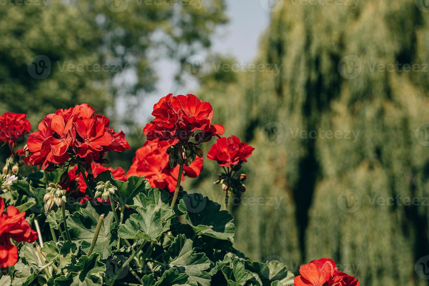 red geraniums outdoors against green city background photo
