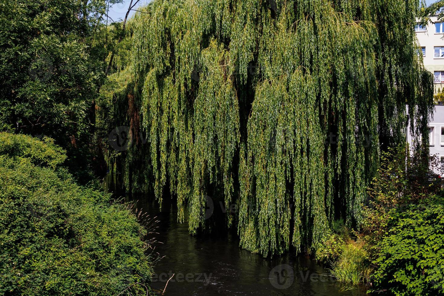 leba river flowing through Lebork Poland on a summer day photo