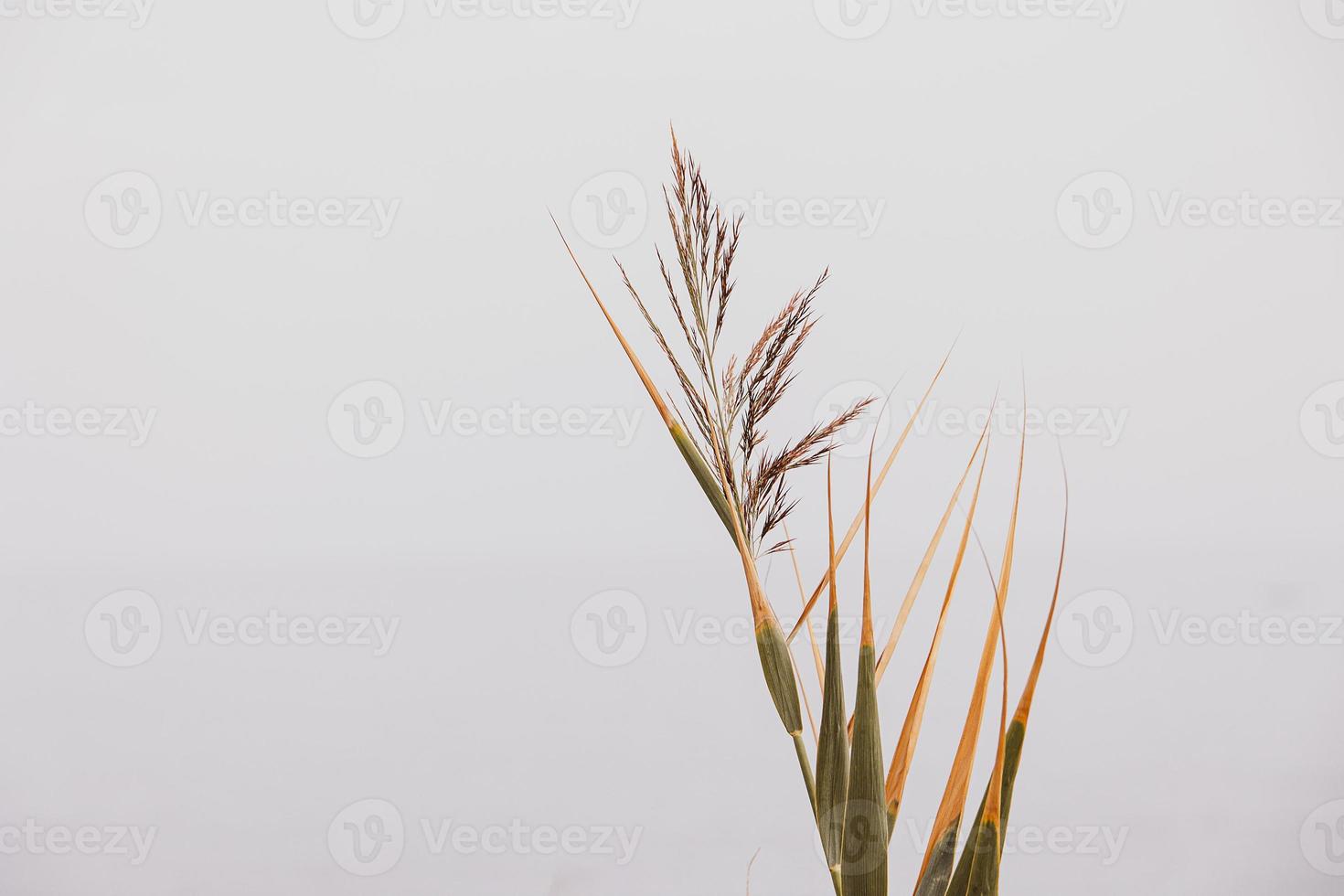 brown leaf of grass on a light background photo