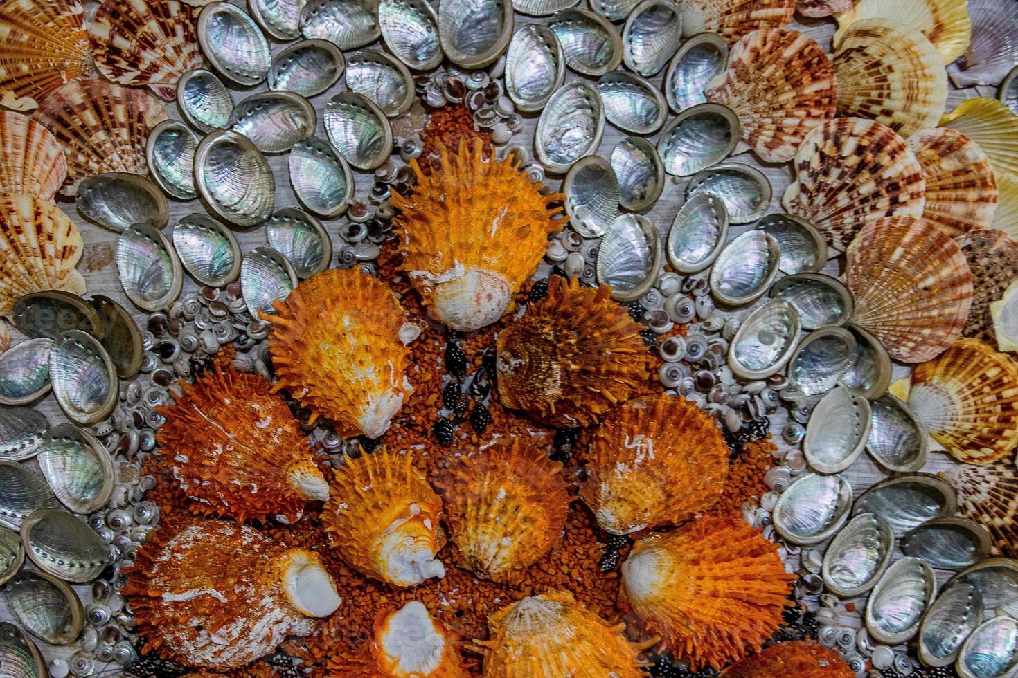 l natural background pattern with different colored shells decoration photo