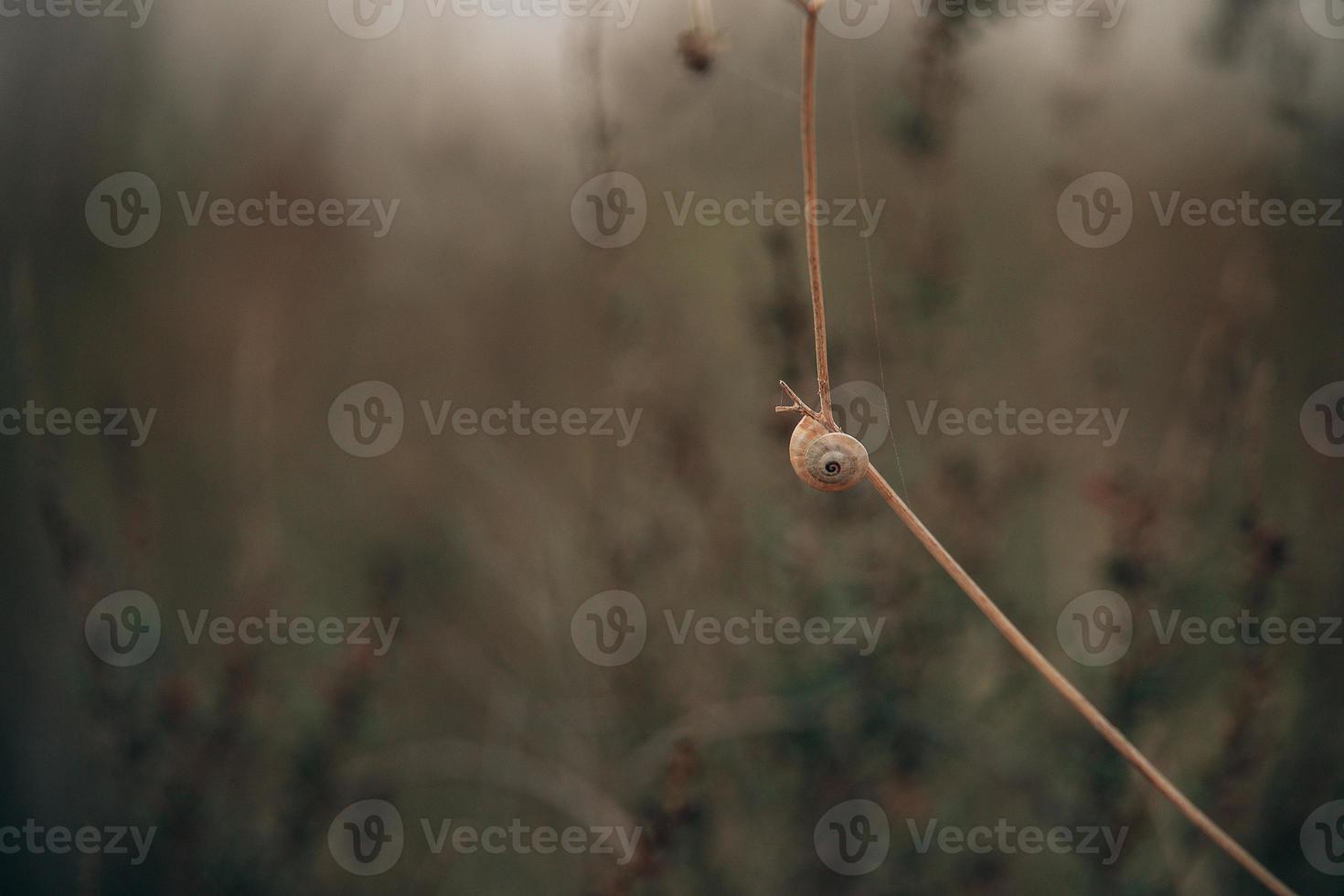 snail on a bush in an autumn day natural minimalist bokeh background photo