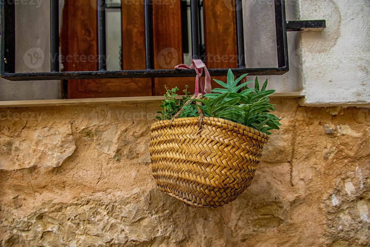 blooming colorful plants from the historic district of Alicante Spain in close-up on a summer day, photo