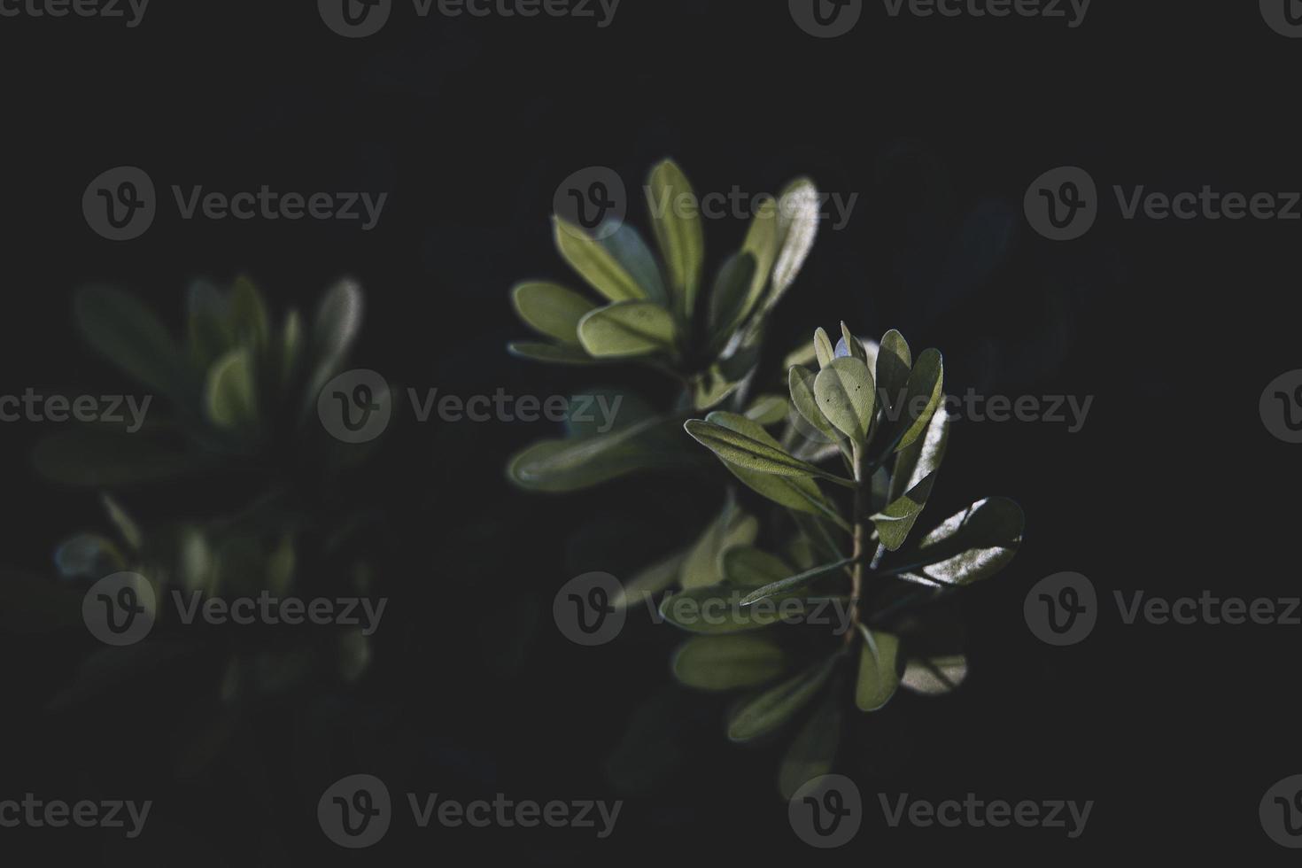 plant in the meadow on a summer warm day close-up photo