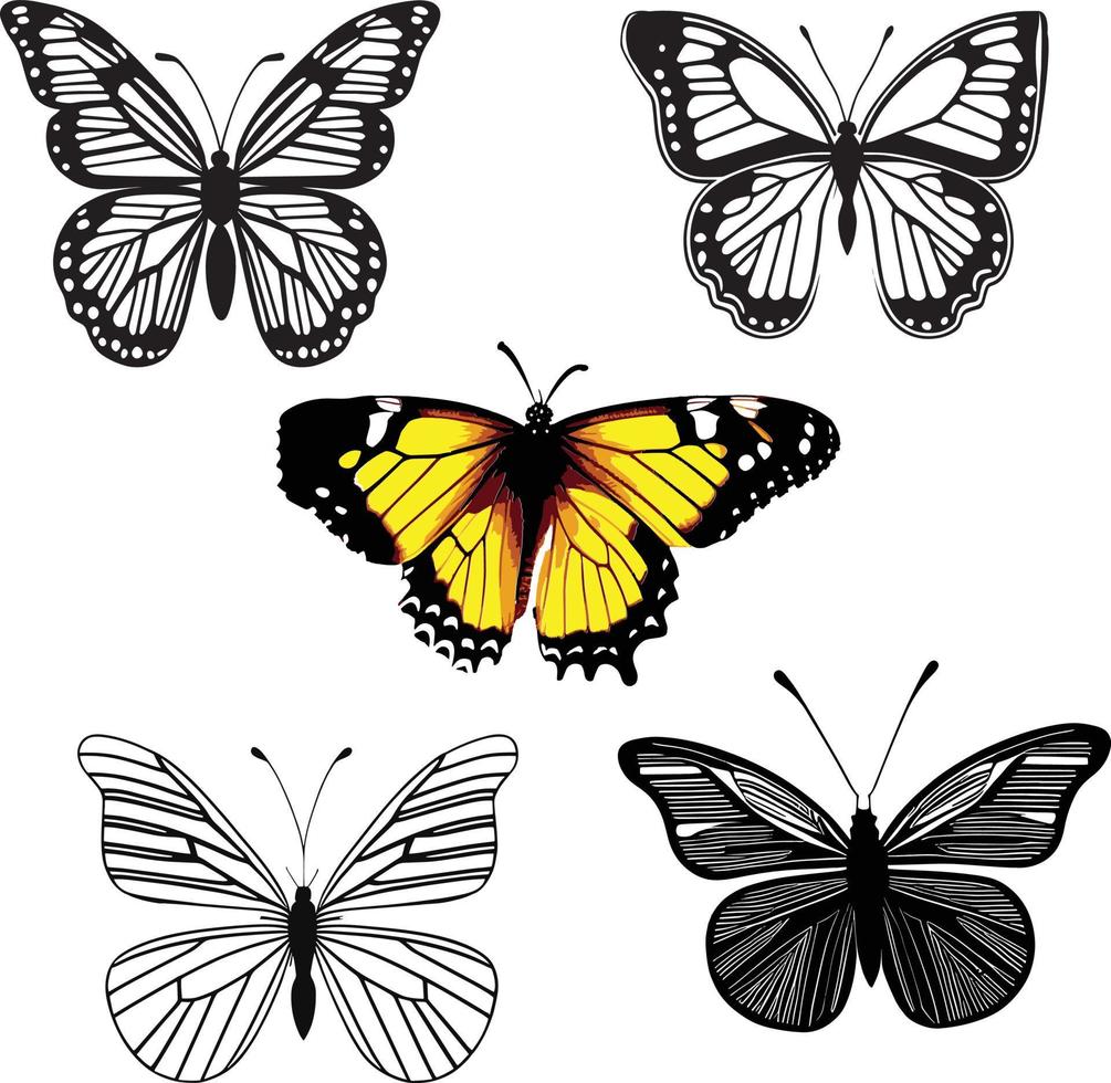 Butterfly Line Art Vector Drawing