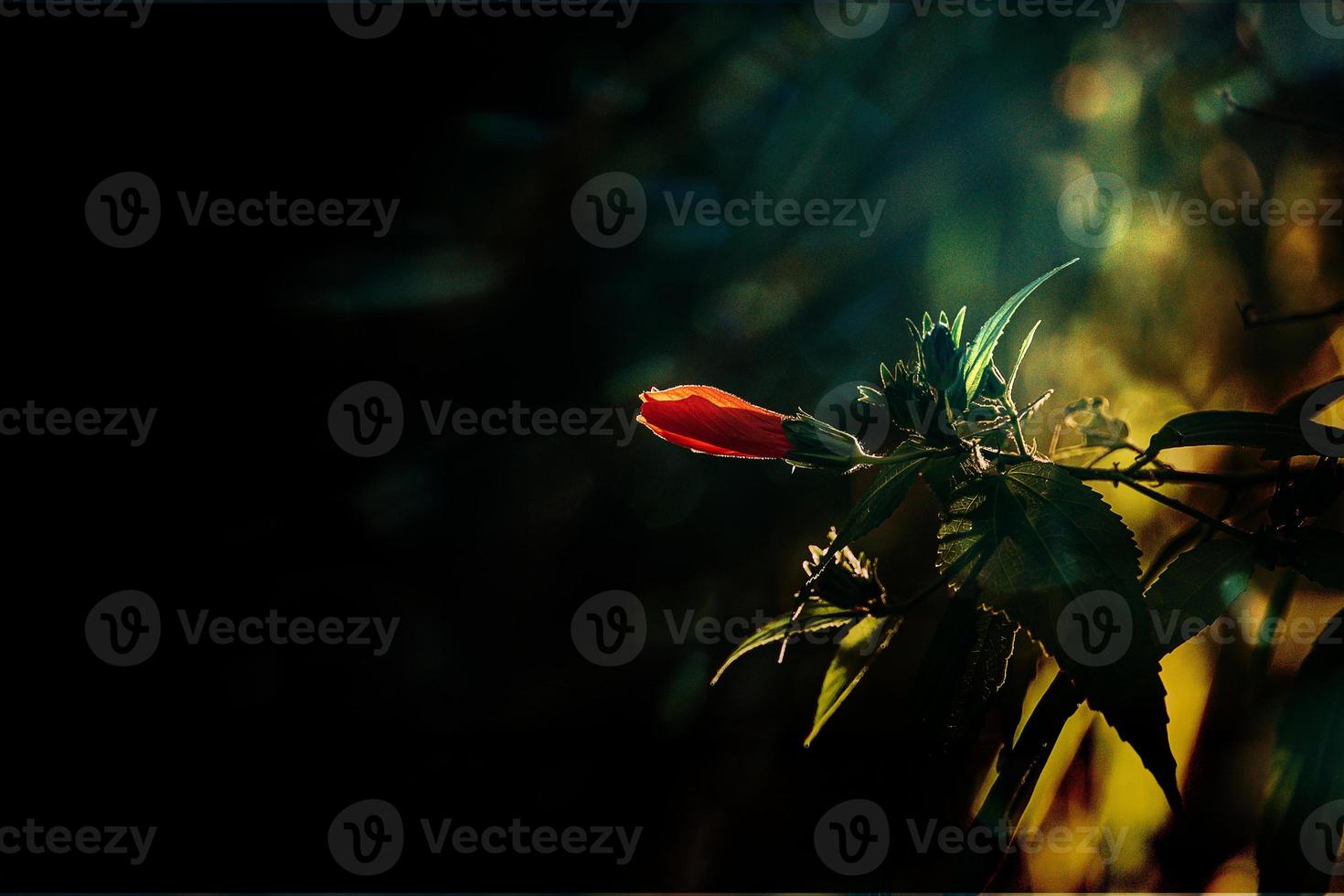 hibiscus flower on a green tree in the warm rays of the sun photo