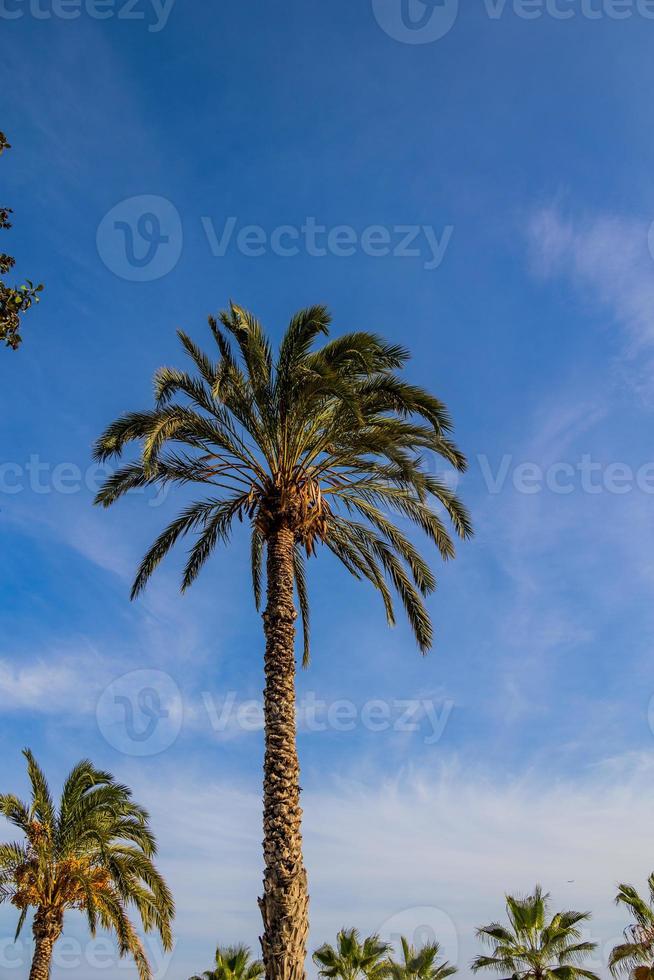 big green palm tree against the blue  sky photo