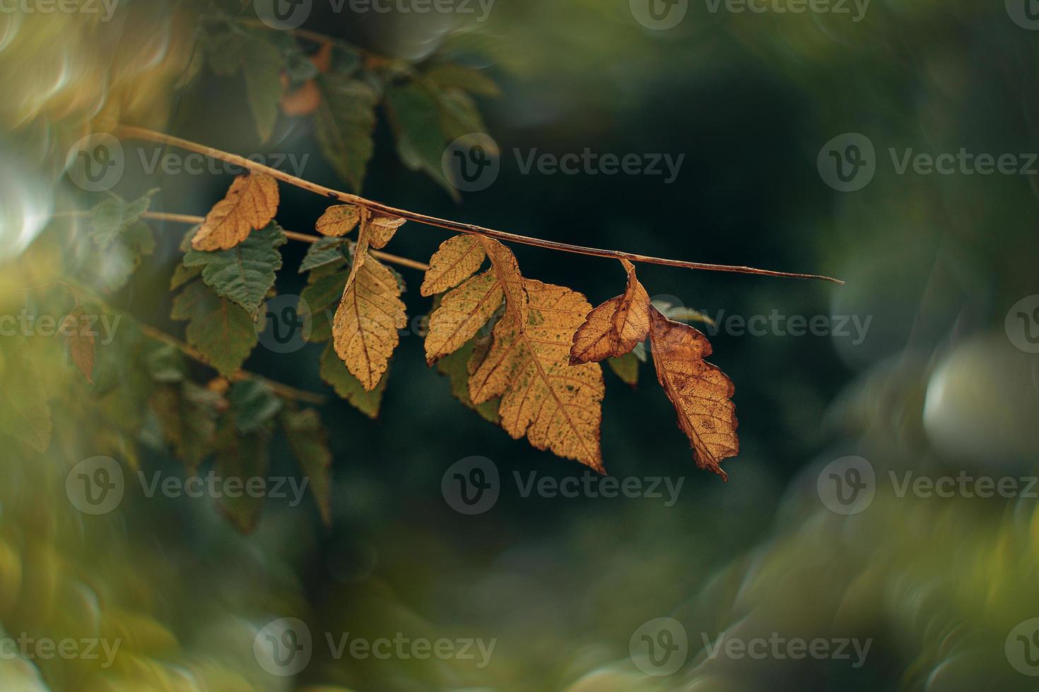 autumn gold brown leaves on a tree on a sunny day with bokeh photo