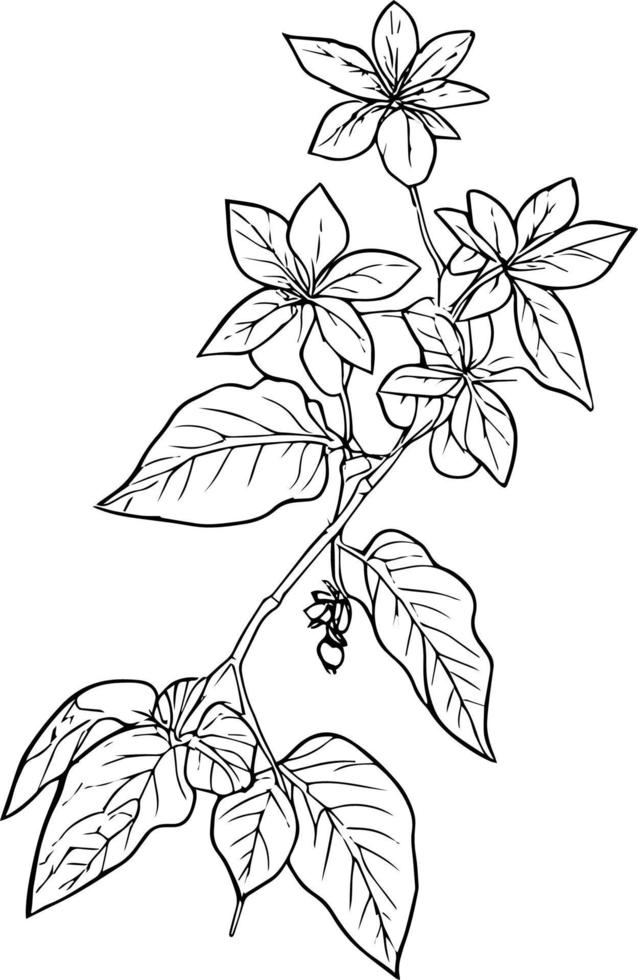 vintage botanical line drawing, botanical illustration botanical line drawing, simple botanical line drawing, simple botanical flower drawings, easy botanical doodles. aesthetic flower doodles. vector
