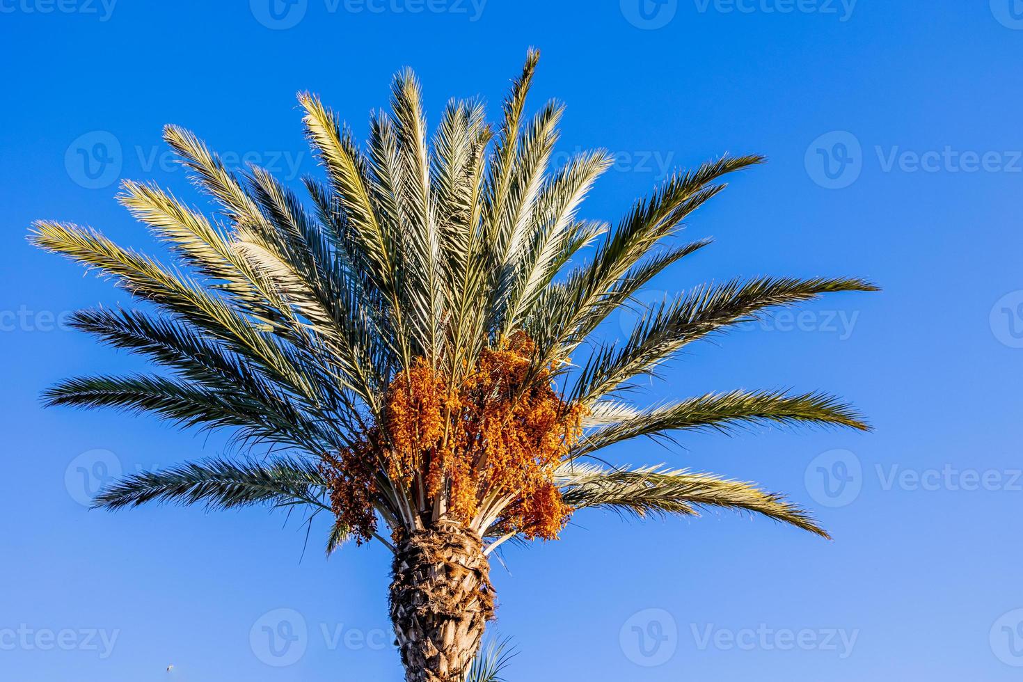 big green palm tree against the sky photo