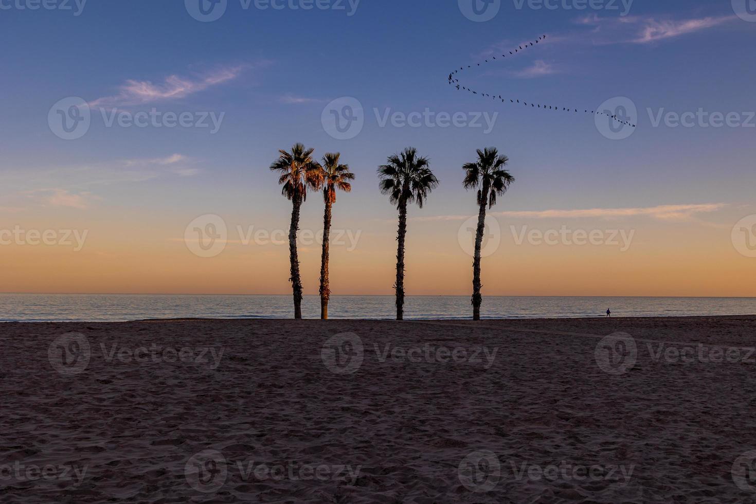 seaside landscape peace and quiet sunset and four palm trees on the beach photo
