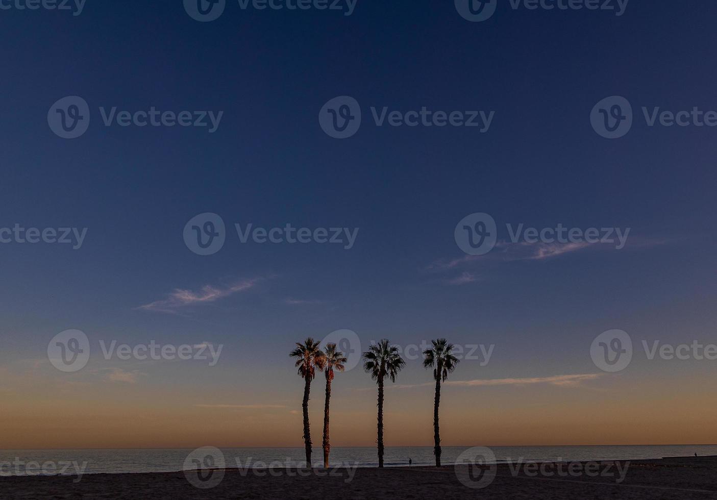 seaside landscape peace and quiet sunset and four palm trees on the beach photo