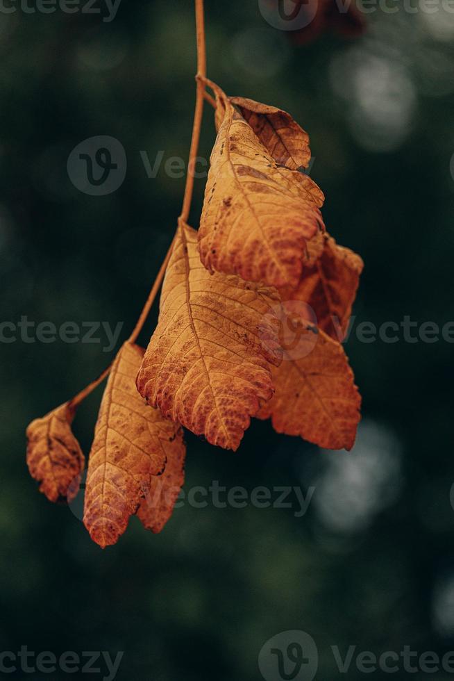 otoño oro marrón hojas en un árbol en un soleado día con bokeh foto