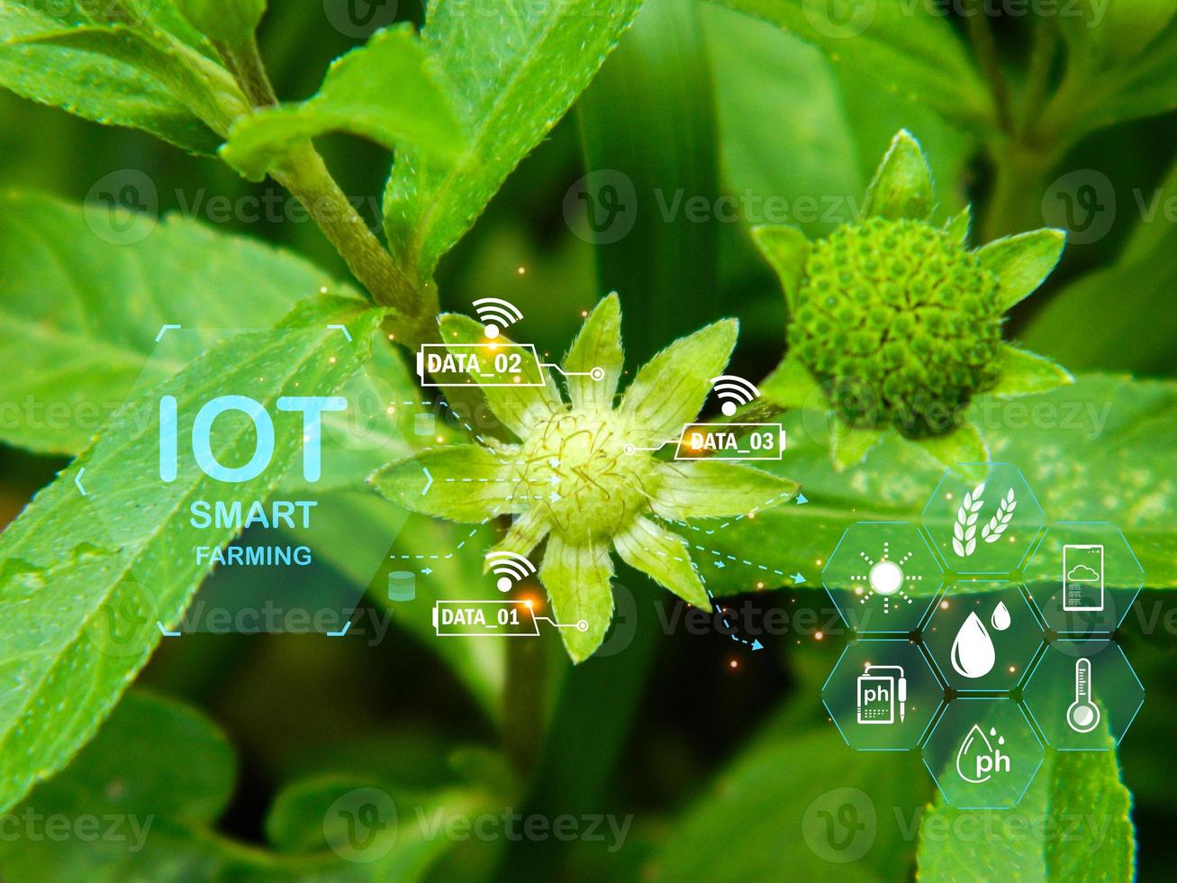 The concept of applying technology, artificial intelligence and IoT to use in agriculture to analyze and increase productivity photo