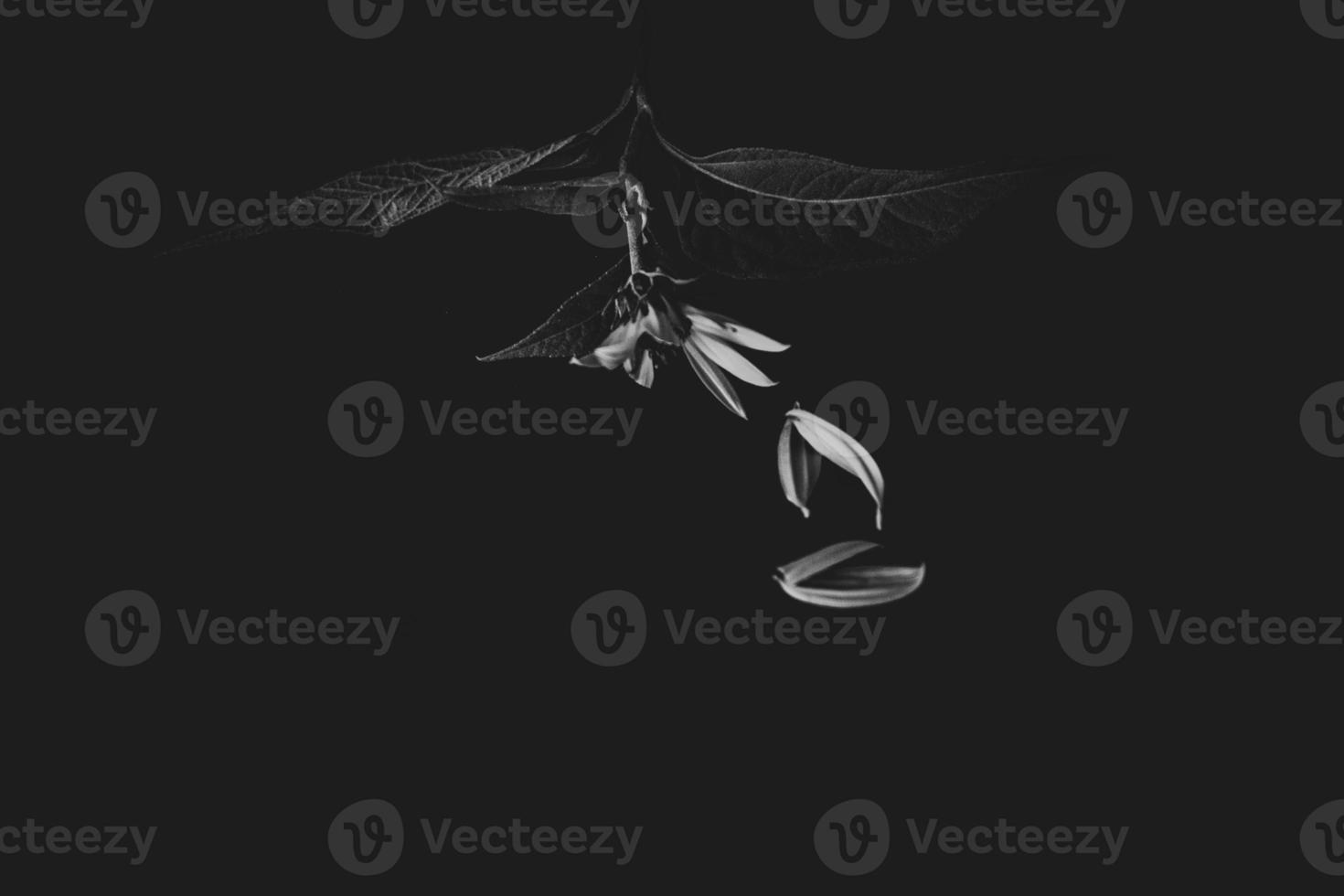 mysterious autumn flower on a black background in a delicate spot light photo