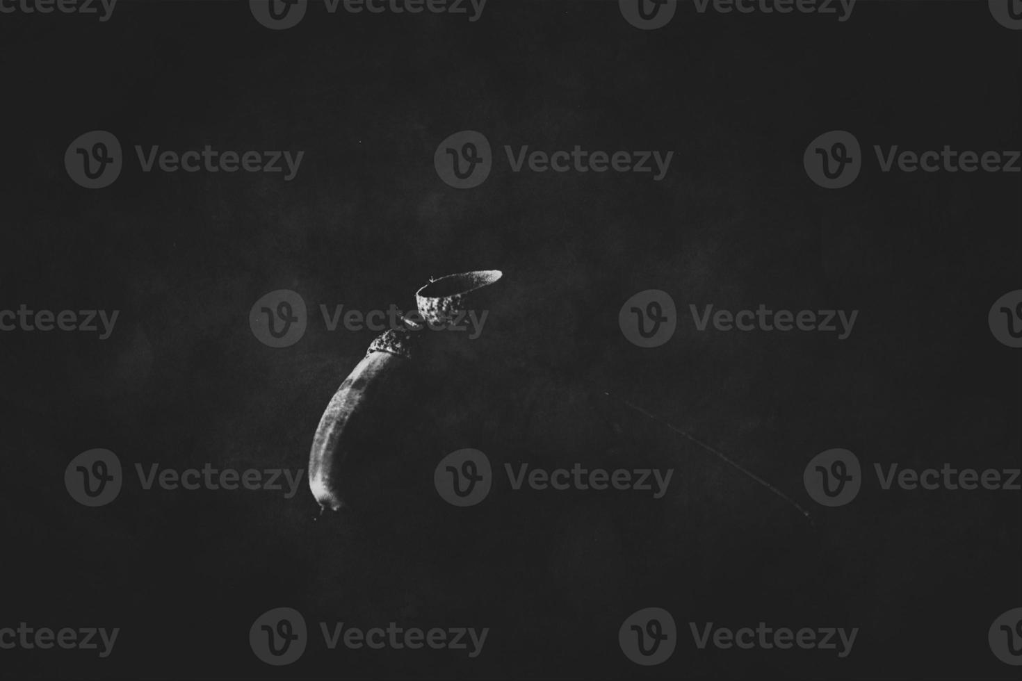 beautiful mysterious autumnal acorn on a black background in a delicate spot light photo