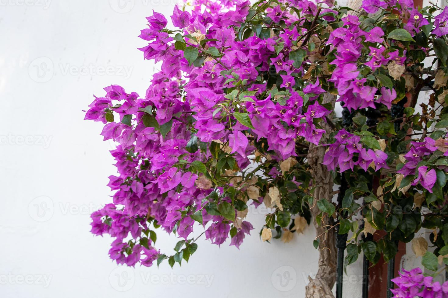 colorful natural background with colorful bougainvillea flowers outside photo