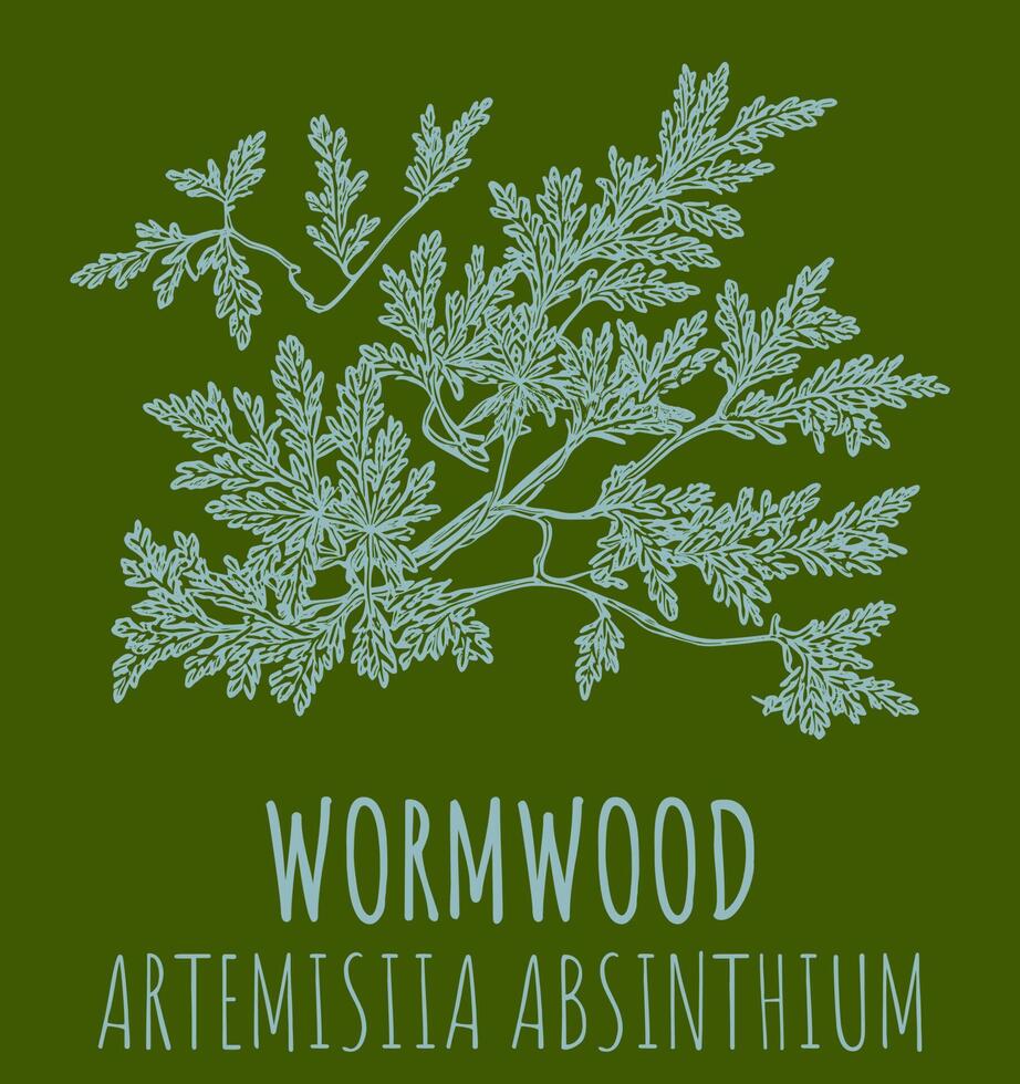 Vector drawings of Wormwood. The image was created using . Latin name Artemisia absinthium.