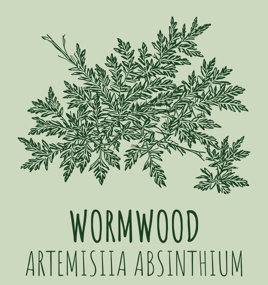 Vector drawings of Wormwood. The image was created using . Latin name Artemisia absinthium.