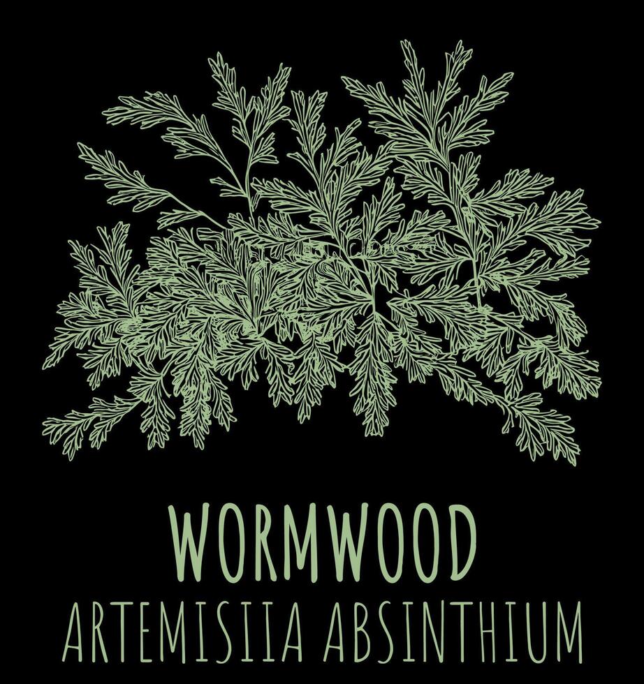 Vector drawings of Wormwood. The image was created using . Latin name Artemisia absinthium.
