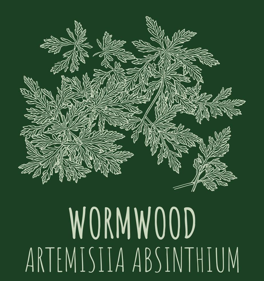 Vector drawings of Wormwood. The image was created using . Latin name Artemisia absinthium.