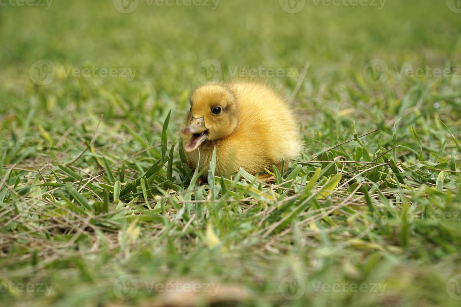 Yellow Nestling of Duck with Open Mouth on Grass photo