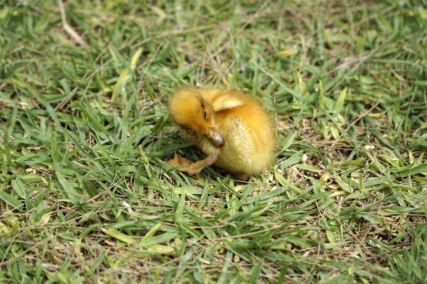 Yellow Nestling of Duck on Grass photo