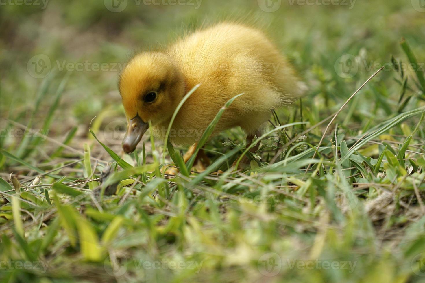 Yellow Nestling of Duck on Grass photo