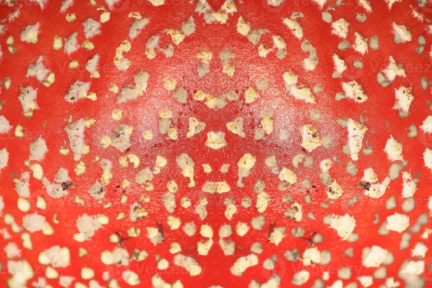 Mushroom amanita muscaria known as fly agaric with bright red hat and color pouring amanitaceae family psychedelic trip high quality psychedelic fliers party designs print photo