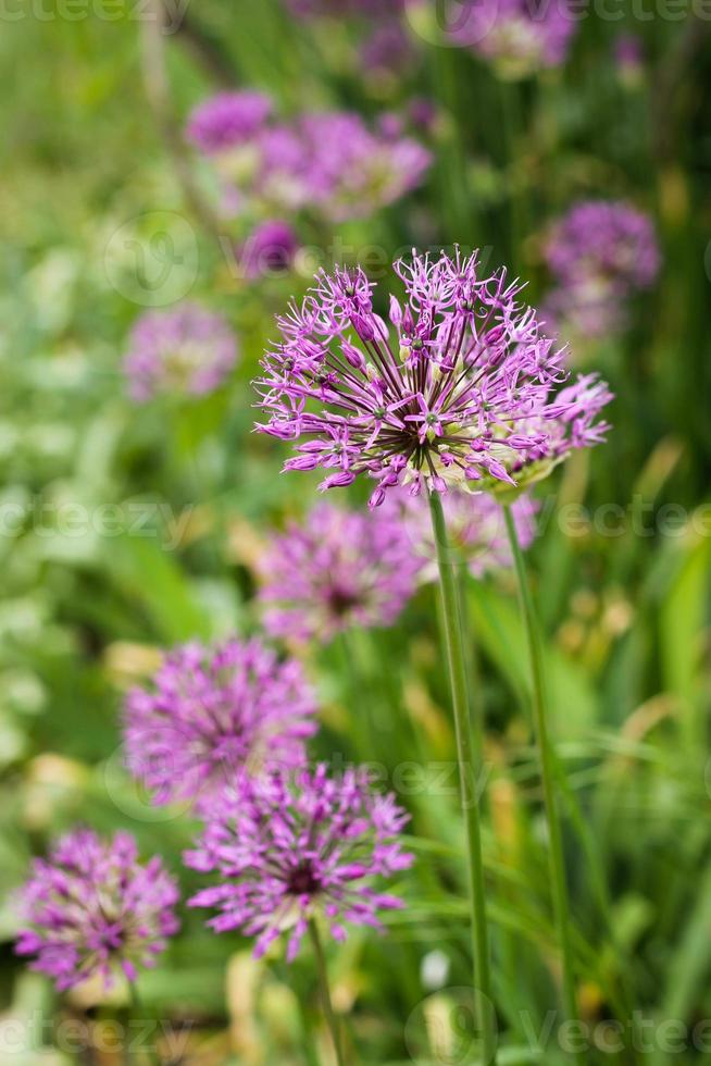 Allium flower wild onion photo
