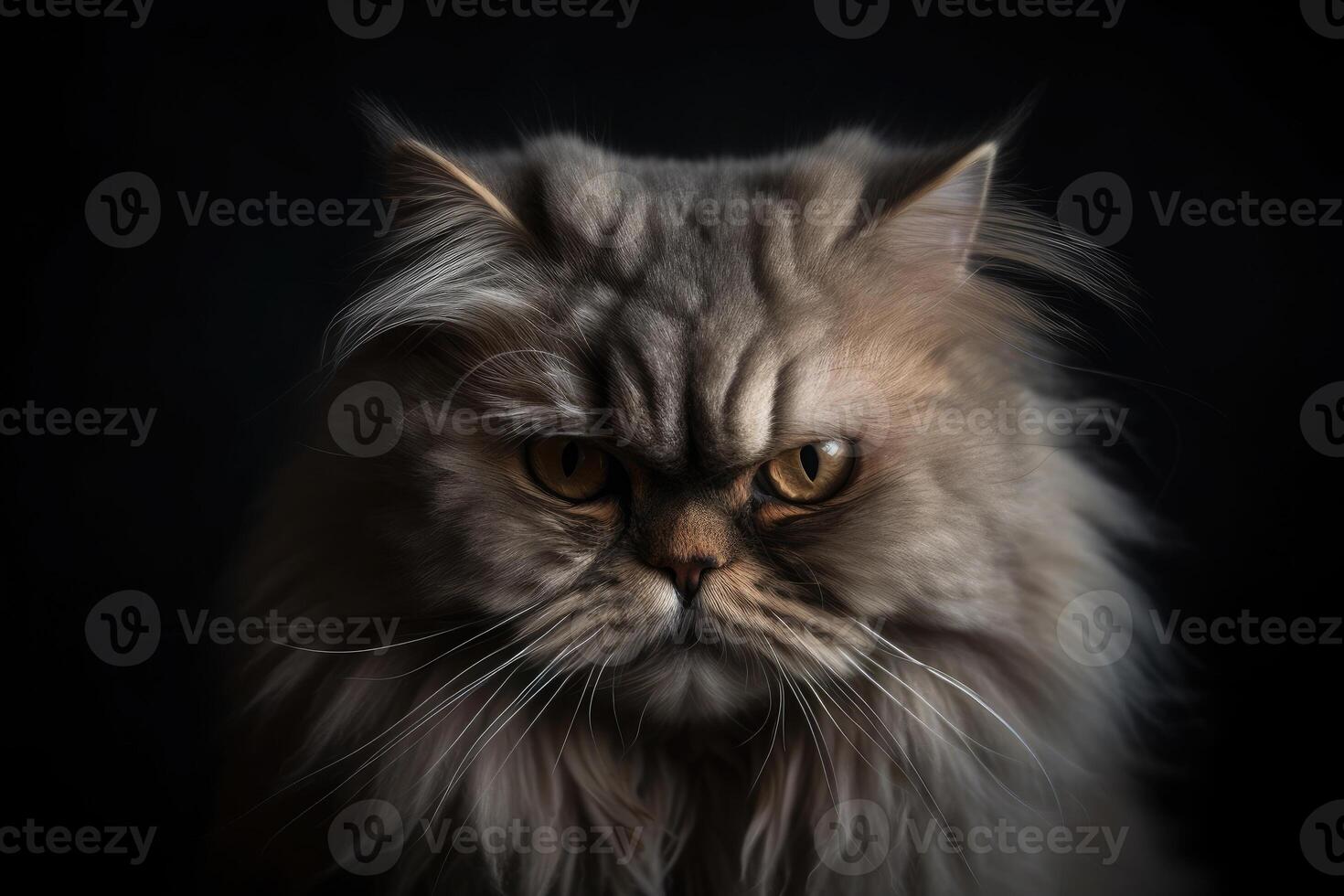 Selective focus shot of a gray cat with an angry cat face with a