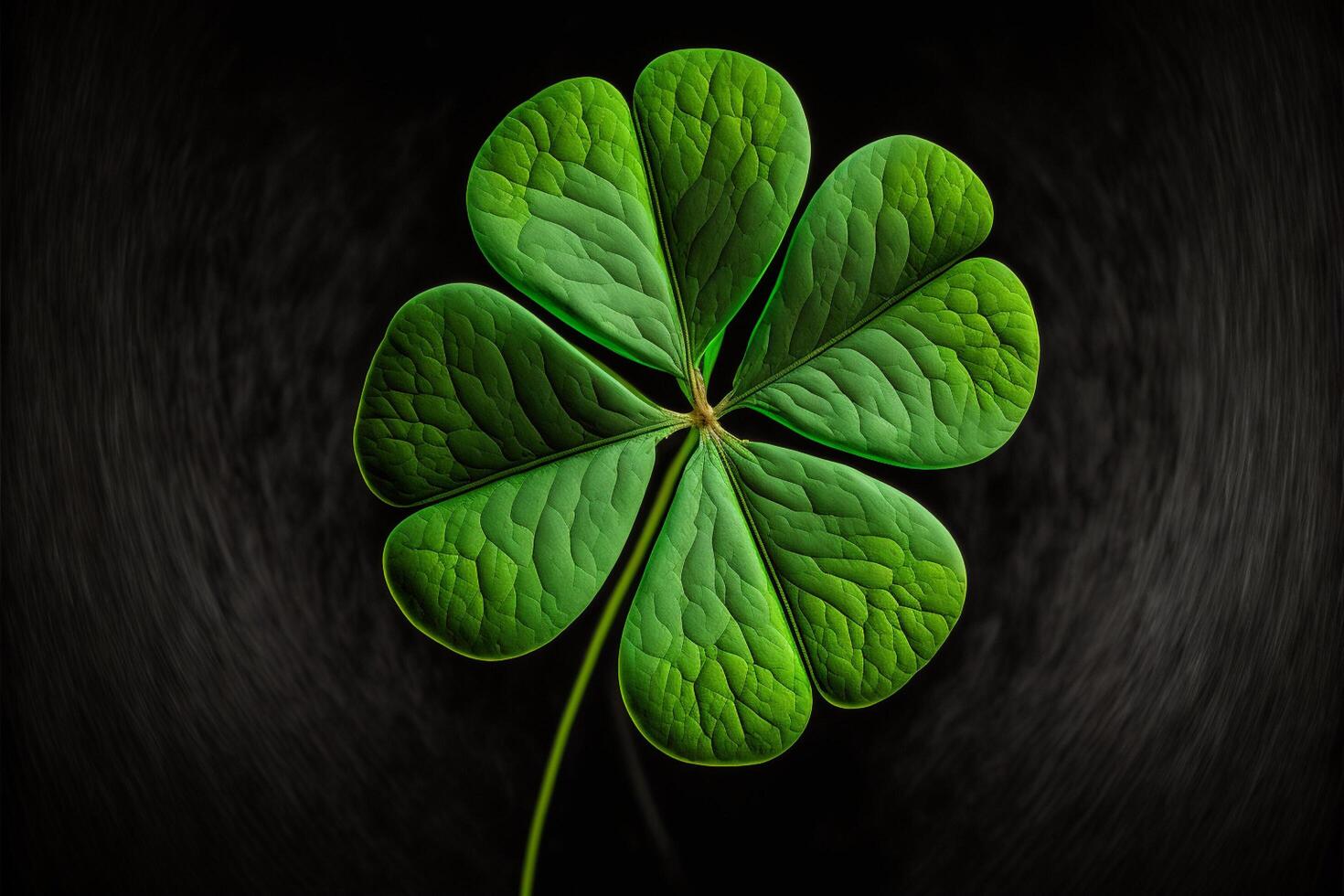 a four-leaf clover. . photo