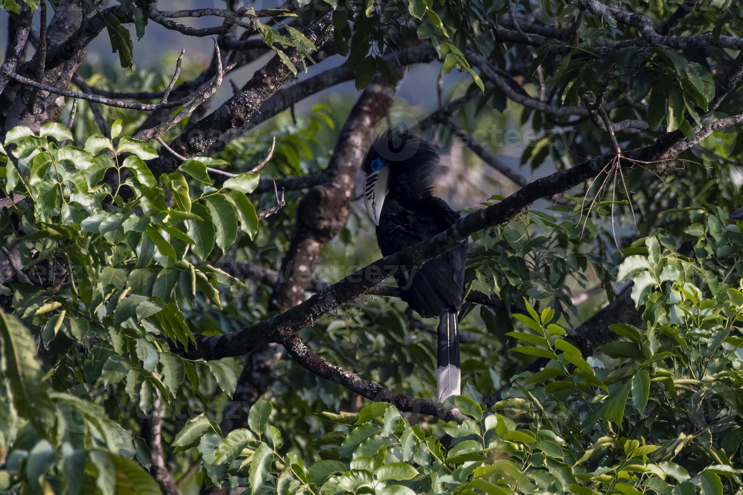 A female rufous-necked hornbill or Aceros nipalensis observed in Latpanchar photo