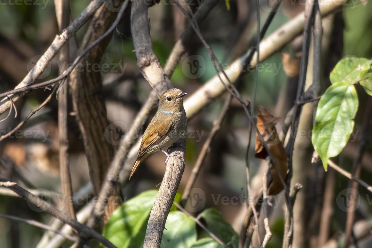 de garganta rufa mosquero o ficedula estrofiata observado en rongtong, India foto