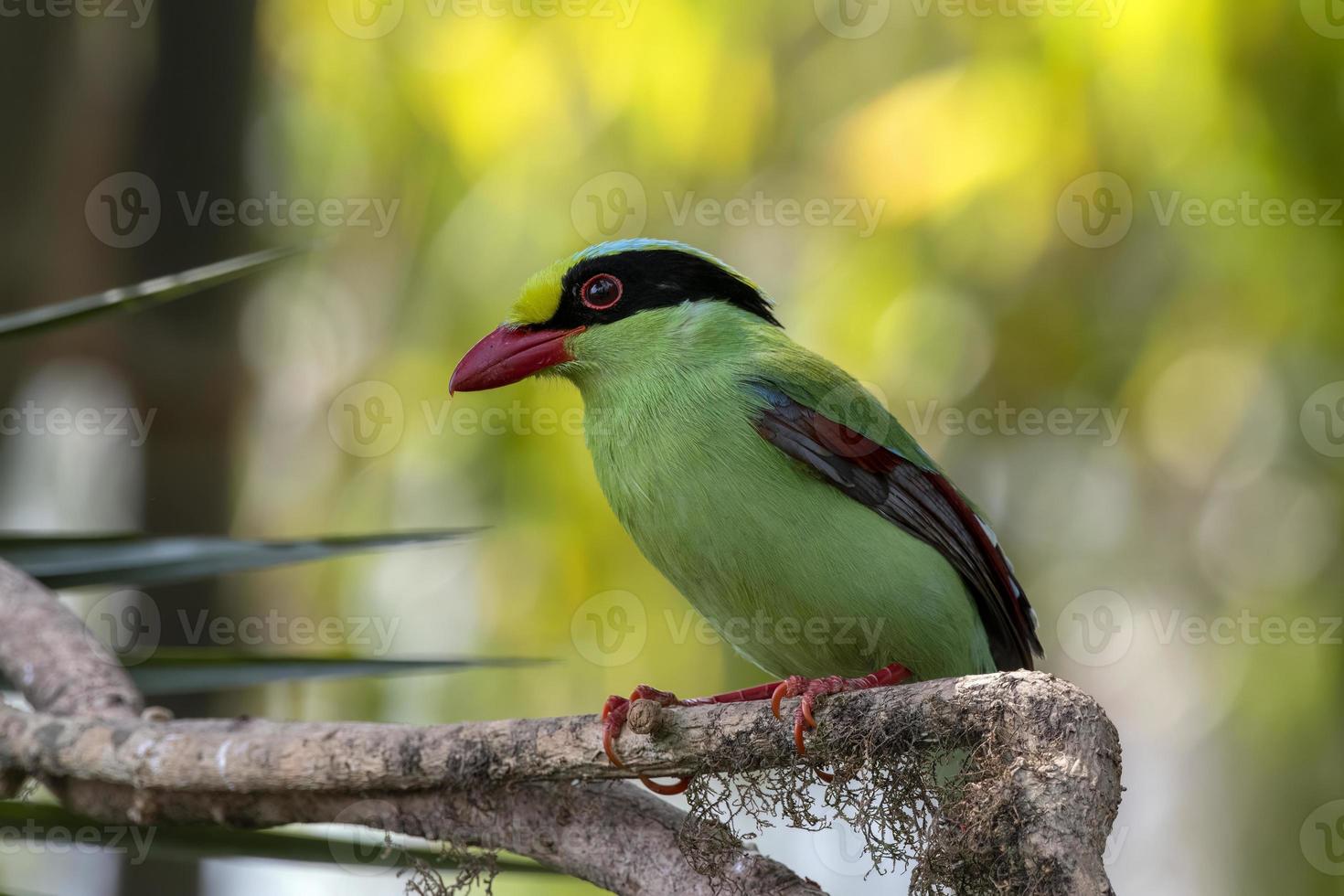 común verde urraca o cissa chinensis observado en latpanchar en Oeste Bengala, India foto