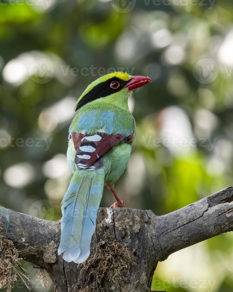 Common green magpie or Cissa chinensis observed in Latpanchar in West Bengal, India photo