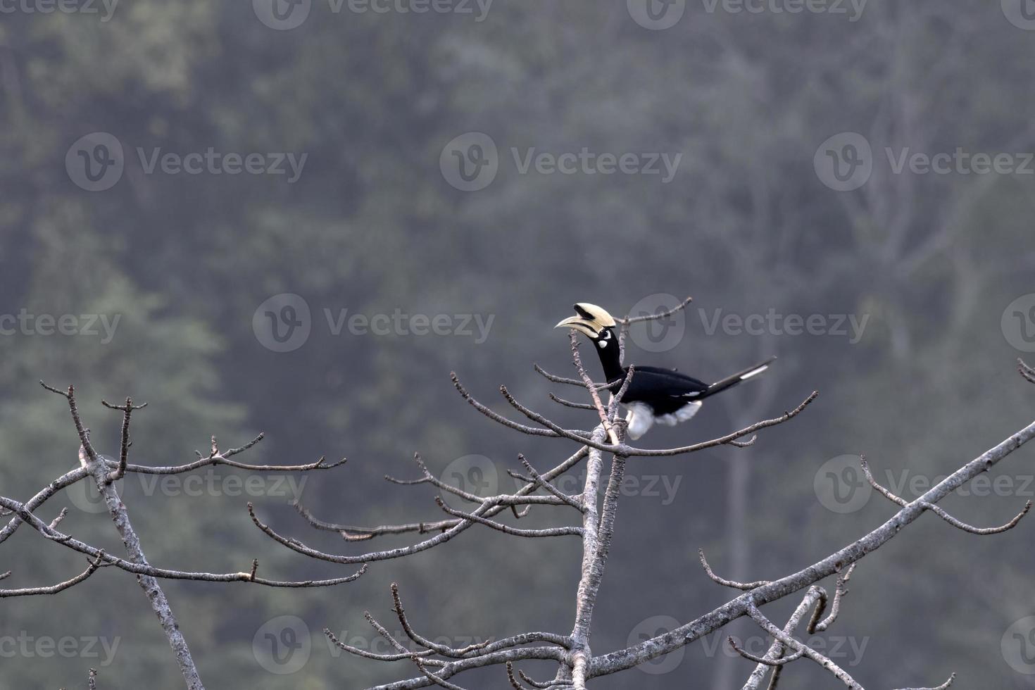 Oriental pied hornbill or Anthracoceros albirostris seen in Rongtong in India photo