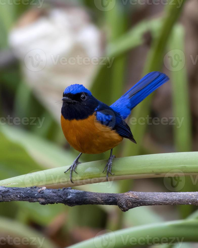 Rufous-bellied niltava or Niltava sundara observed in Rongtong in West Bengal photo