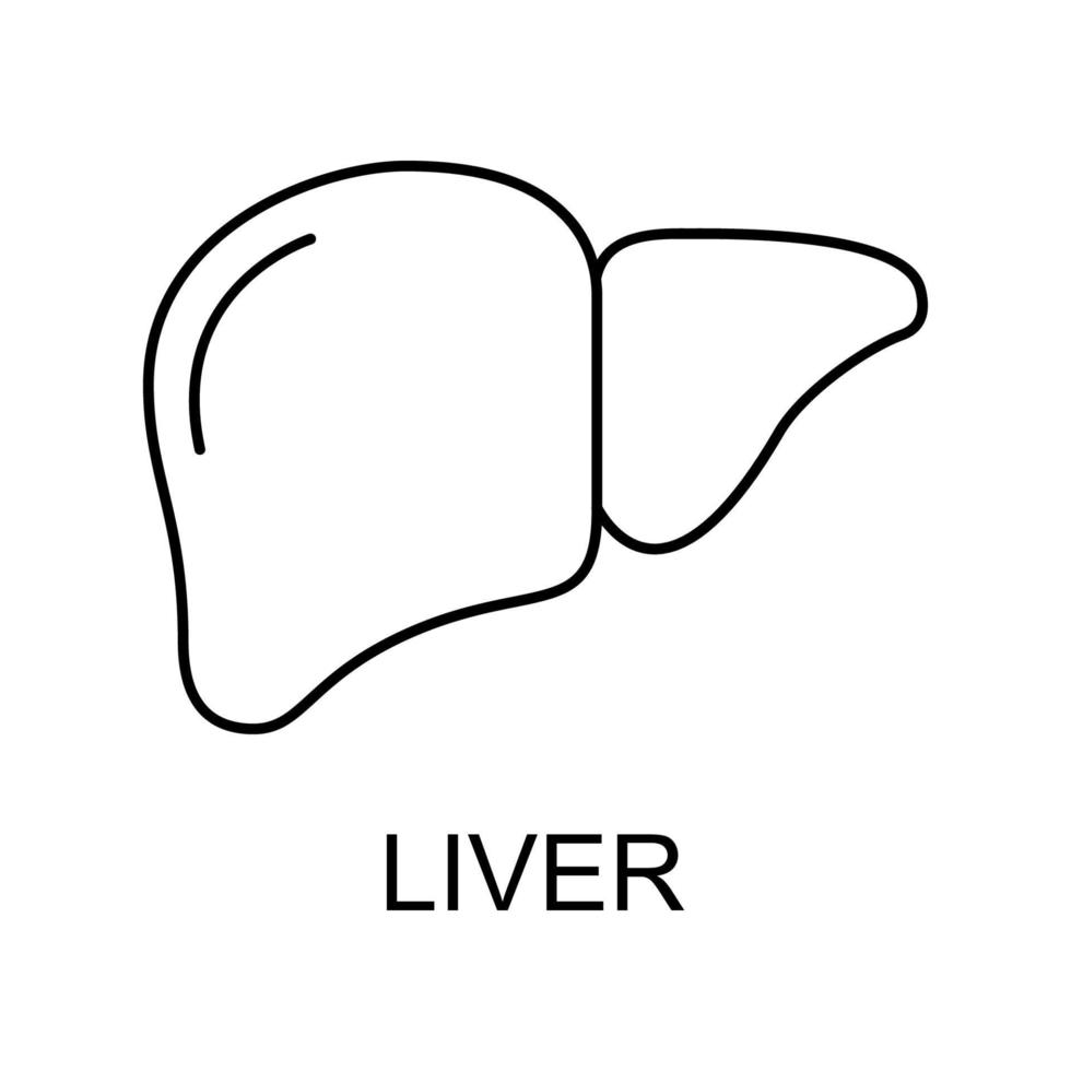 hígado línea vector icono