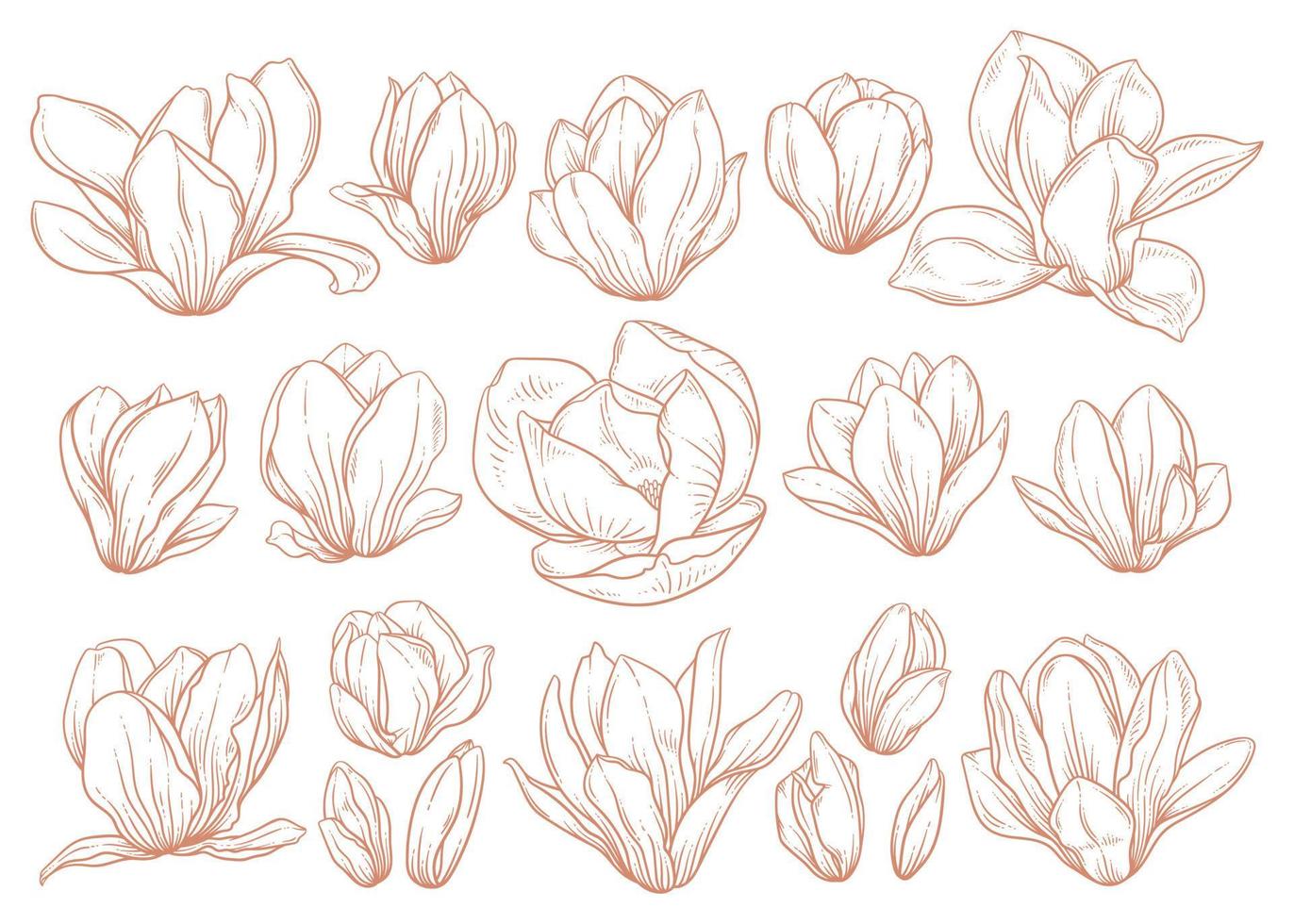 Set of magnolia flowers in sketch style on white background. vector