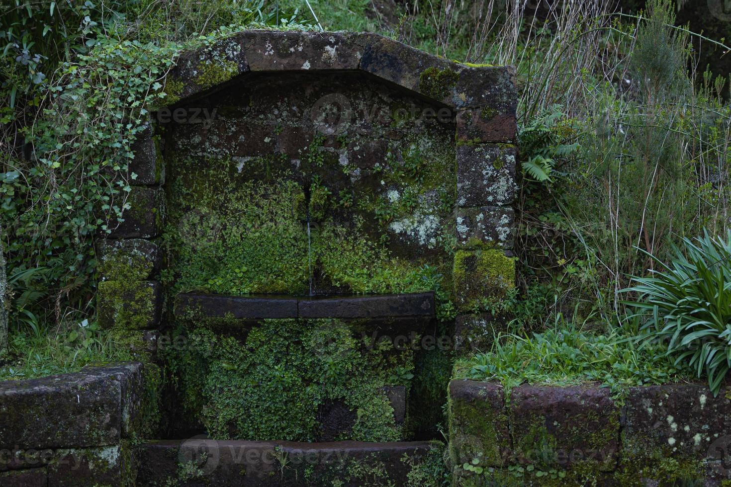 Stone structure nestled among the trees in a lush forest, covered in thick moss photo