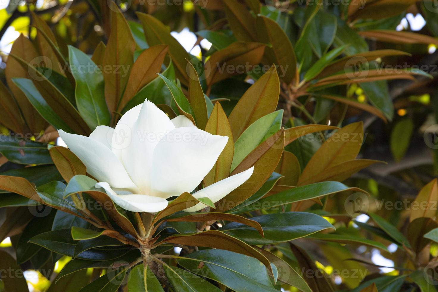 White magnolia flower among the green leaves. photo