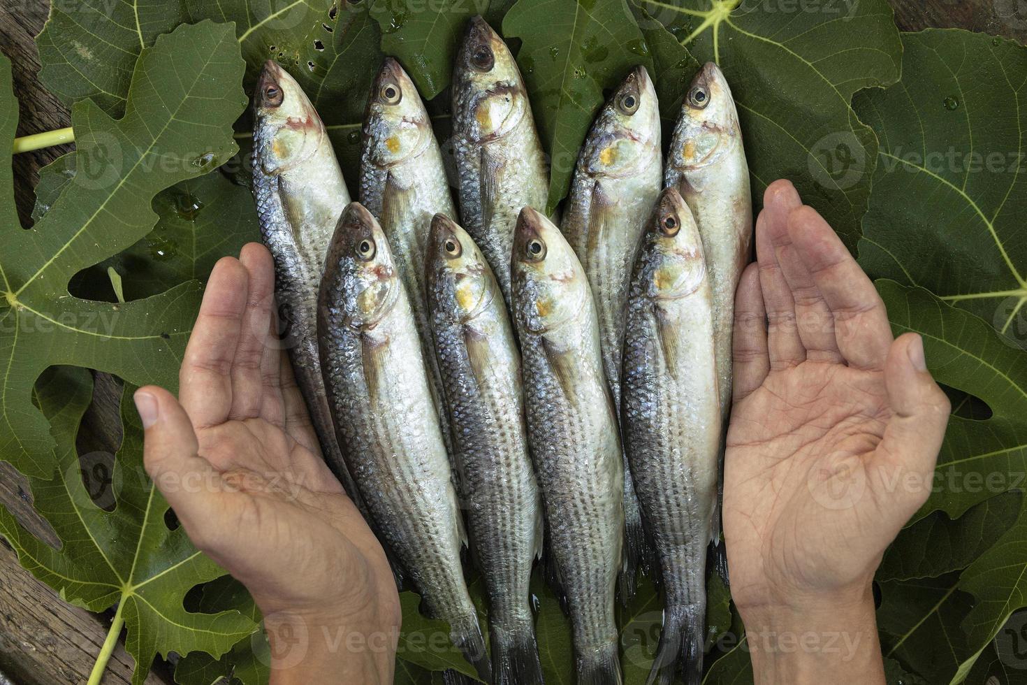 Mullet fish, fresh fish in the hands of a fisherman. photo
