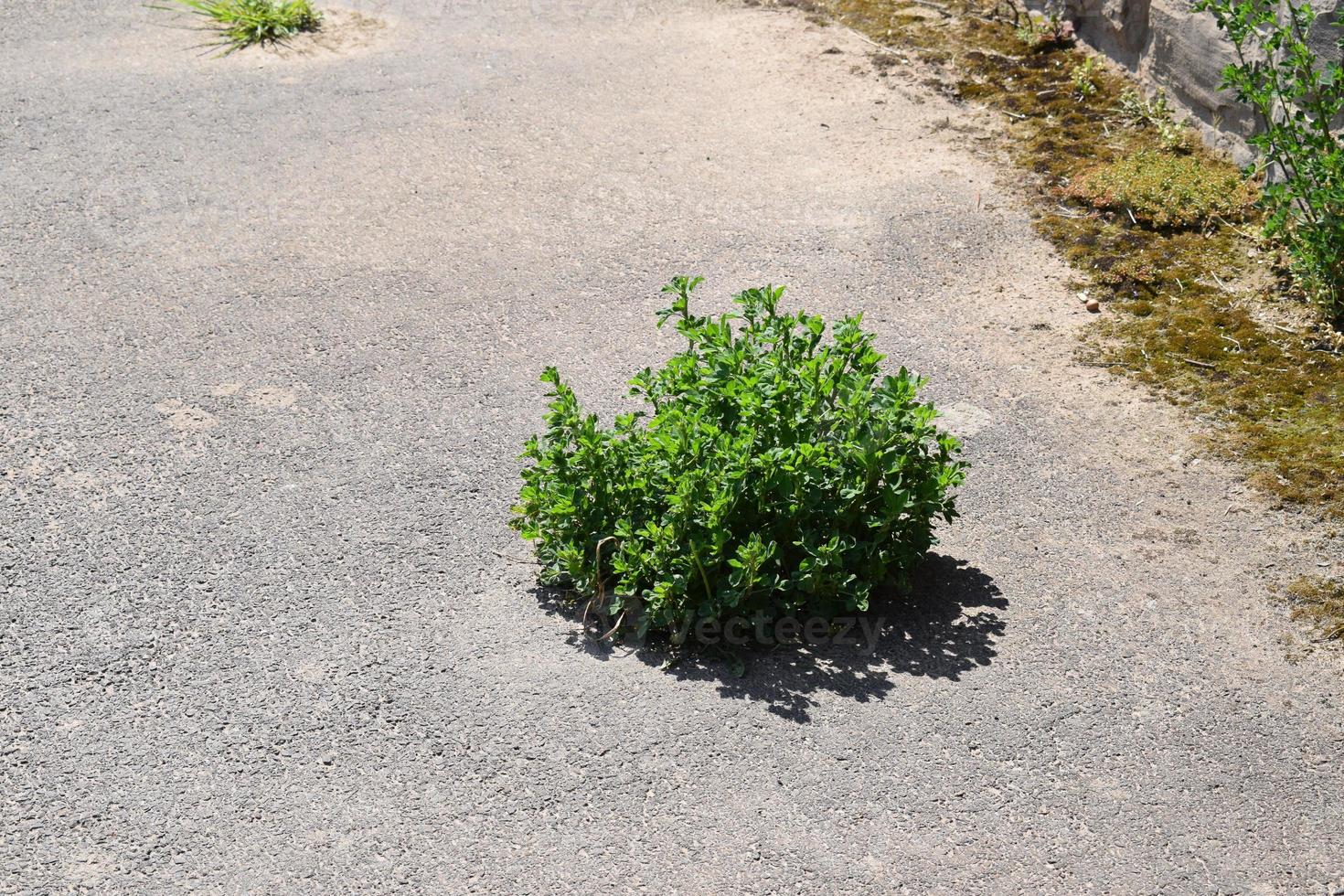 Plant growing in a damaged Road photo