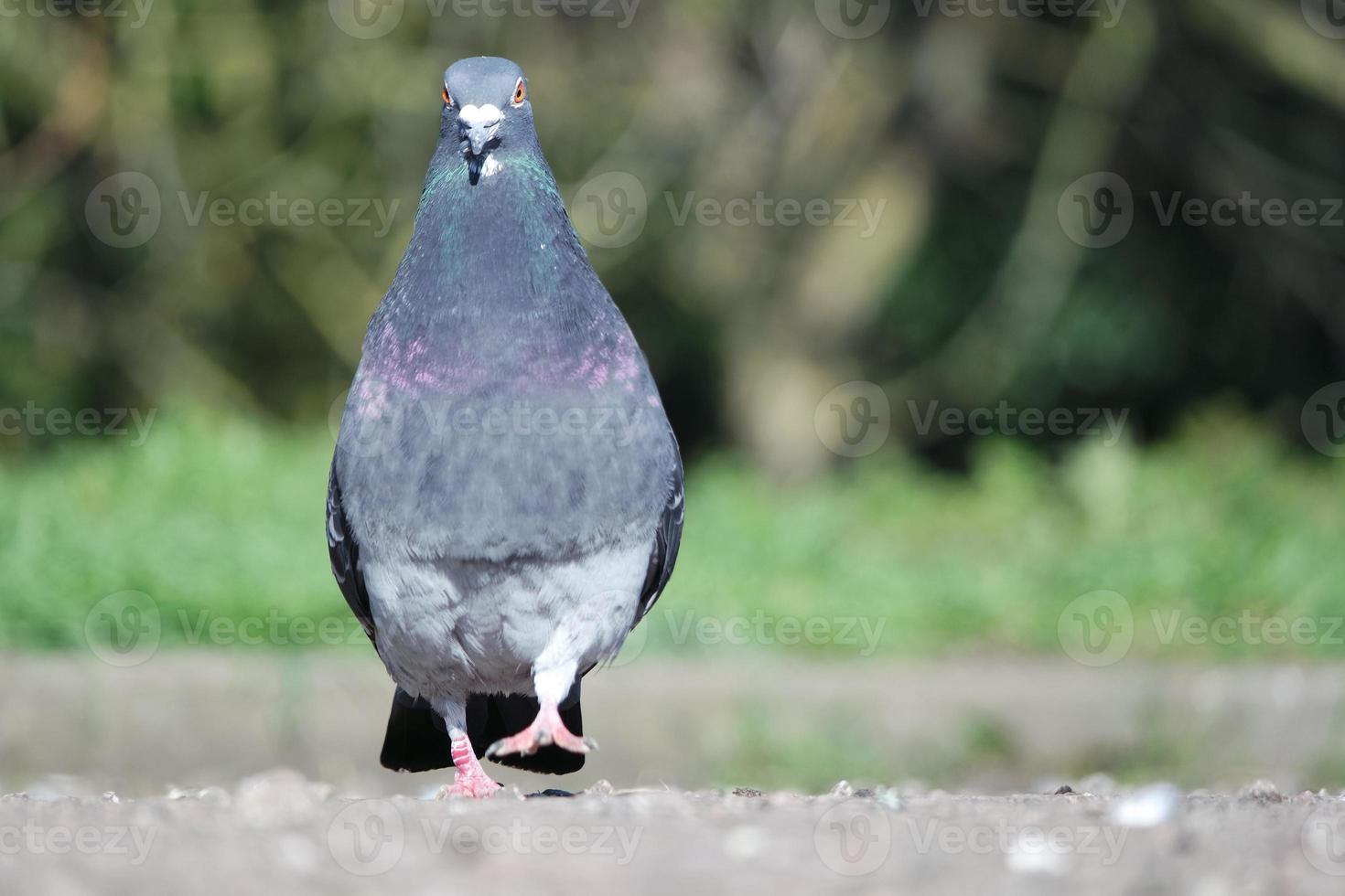 Cute Pigeon in the Local Public Park of Luton Town of England UK photo