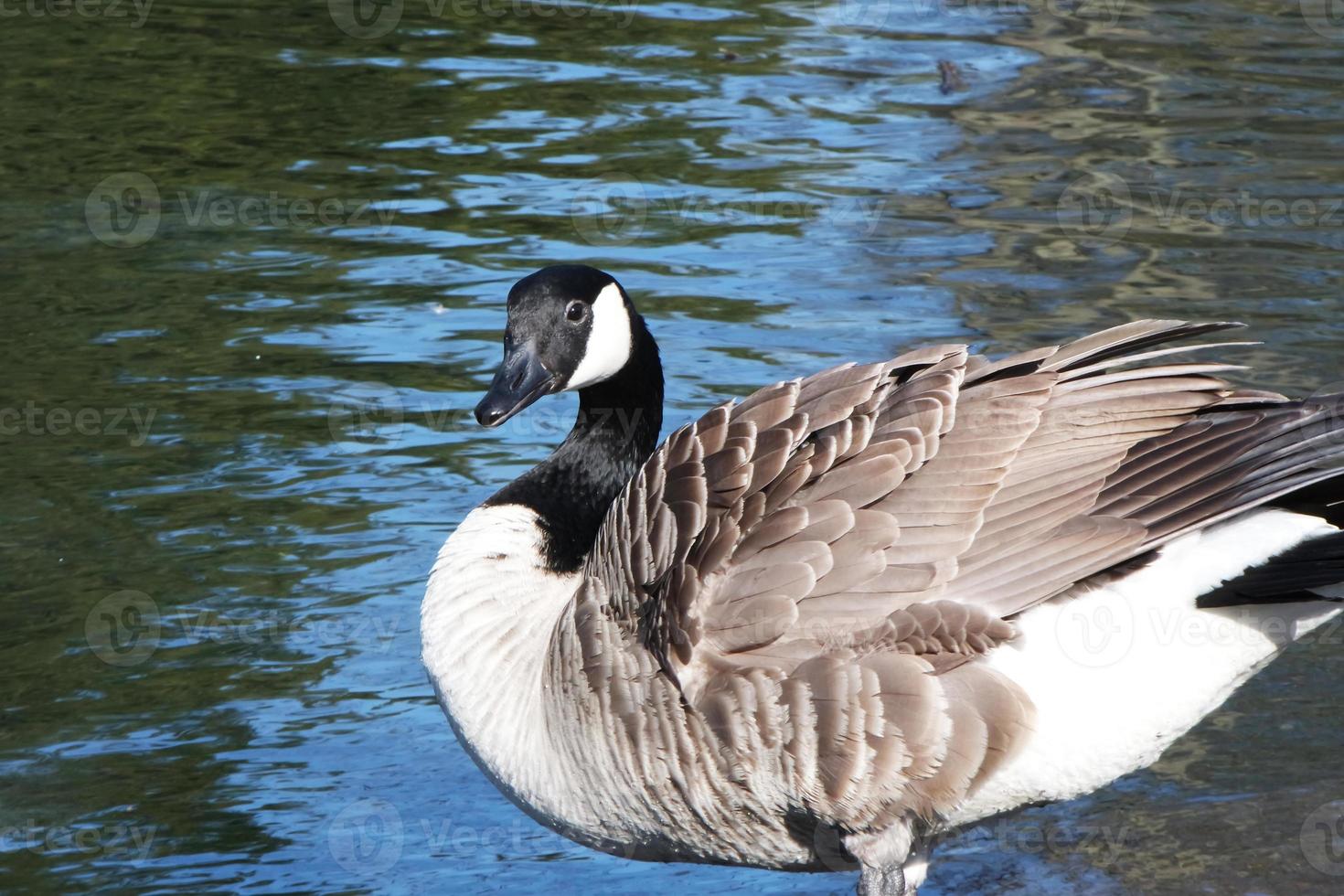 Cute Water Birds at The Lake of Public Park of Luton England UK photo