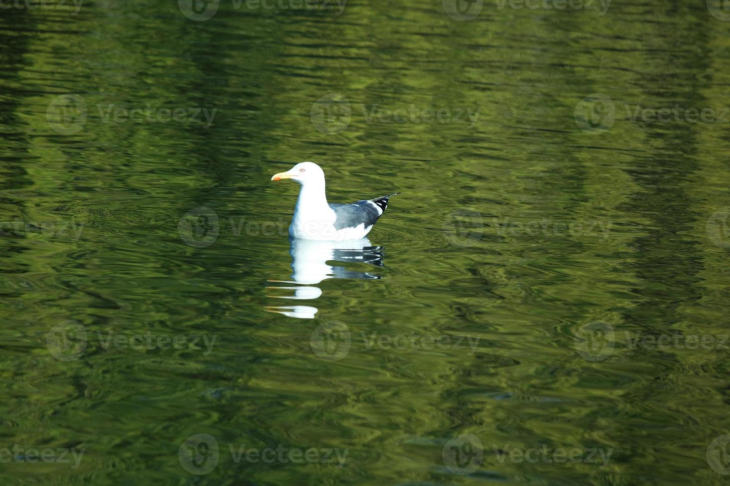 Cute Water Birds at The Lake of Public Park of Luton England UK photo