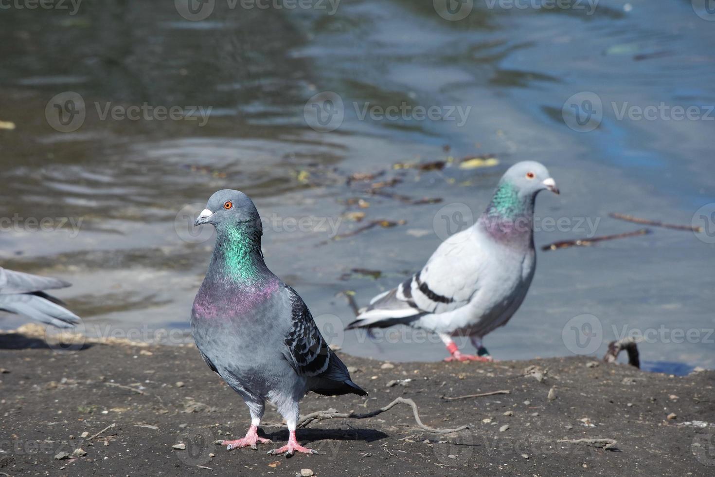 Cute Water Birds at The Lake of Public Park of Luton England UK photo