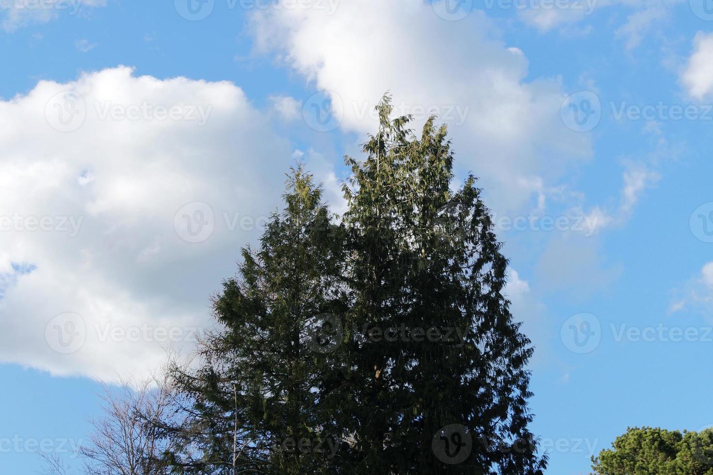 Low Angle View of Local Public Park and Beautiful Trees a Clear and Cold Day of 24-March-2023 at Luton Town of England UK. photo